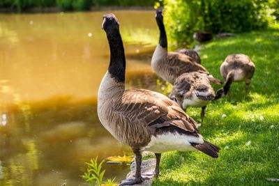 Close-up of canada geese at lakeshore