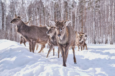 A few spotted deer on a farm on a background of winter forest.