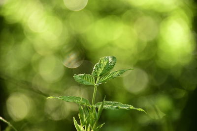 Close-up of plant