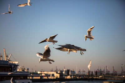 Seagulls flying in sky