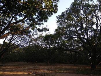 Trees in forest against sky