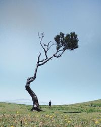 Tree on field against clear sky