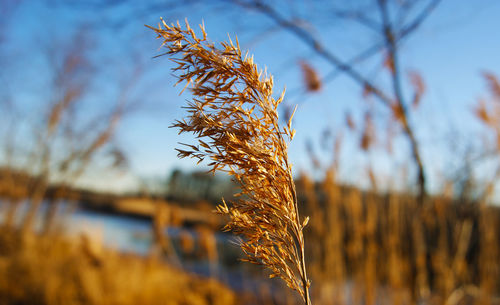 Close-up of plants growing against clear sky