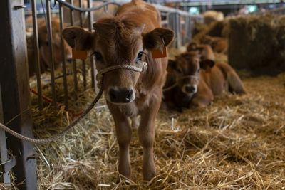 Calves in a exhibition
