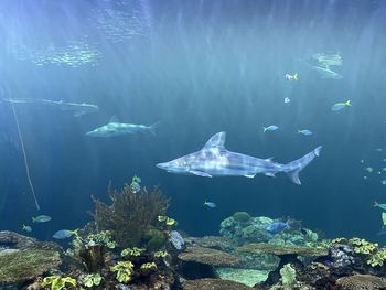 Fish swimming in sea