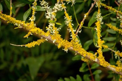 Close-up of yellow flowering plant