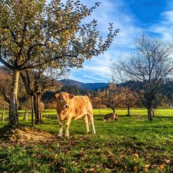 Horses grazing on grassy field