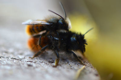 Close-up of bees mating