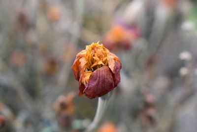 Close-up of wilted flower