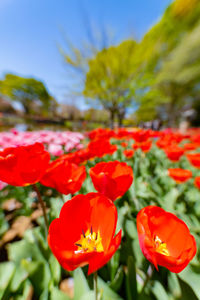 Close-up of red flowering plants against sky