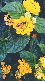 Close-up of yellow flowers