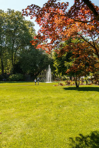 Trees in park during autumn