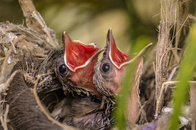 Close-up of a bird