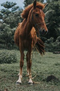 View of a horse on field