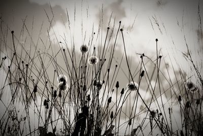 Close-up of plants against sky