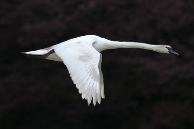 Close-up of bird flying