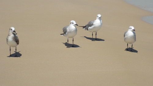 Flock of birds on beach