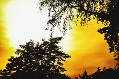 Low angle view of silhouette trees against sky at sunset