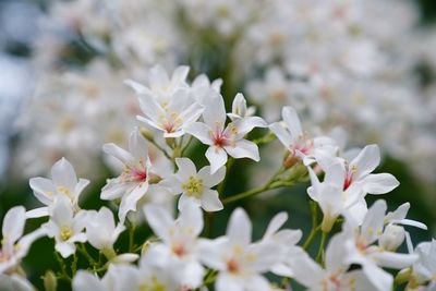 Close-up of white cherry blossoms