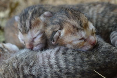 Adorable kittens