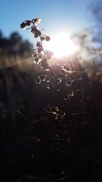 Close-up of plants growing on field against sky during sunset