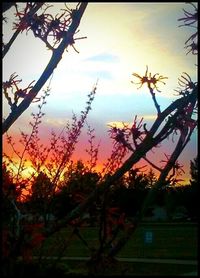 Low angle view of trees against sky during sunset