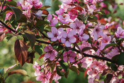 Close-up of pink flowering plants