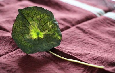 Close-up of leaf on plant