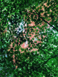 Low angle view of flowering tree