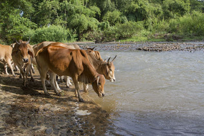 View of cows drinking water