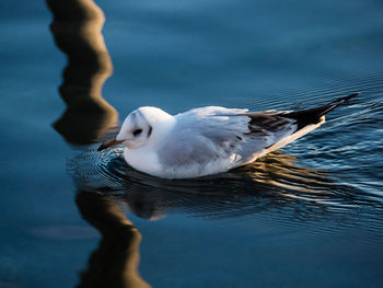 Low section of person swimming in water