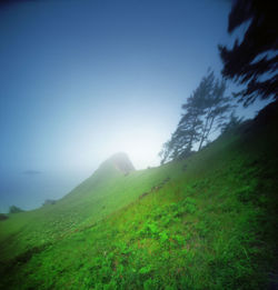 Scenic view of field against clear sky