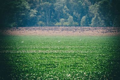 Scenic view of field