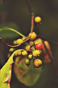 Close-up of berries growing on plant