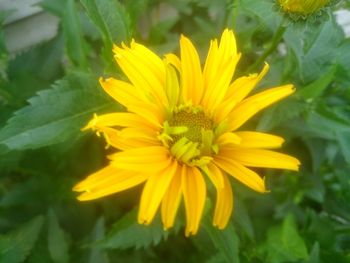 Close-up of yellow flower