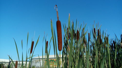 Low angle view of plants against blue sky