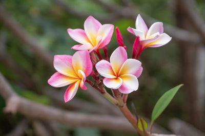 Close-up of pink frangipani flowers