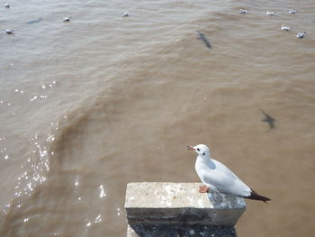 Seagull perching on a sea