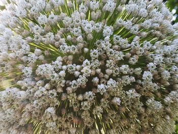 Close-up of flowers