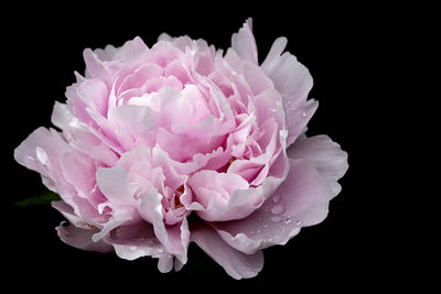 Close-up of pink rose against black background