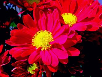 Close-up of pink flower