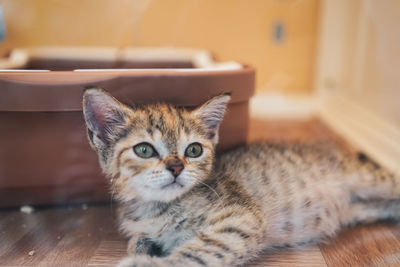 Portrait of cat relaxing on floor at home