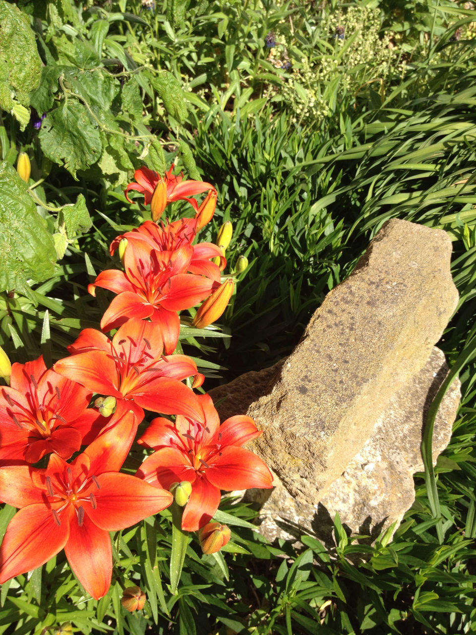 flower, freshness, petal, growth, fragility, flower head, plant, beauty in nature, blooming, high angle view, leaf, nature, red, green color, orange color, in bloom, close-up, blossom, day, no people