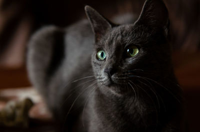 pet