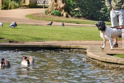 Dogs in water