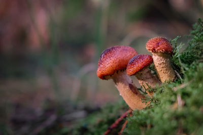 Close-up of fly agaric mushroom on field