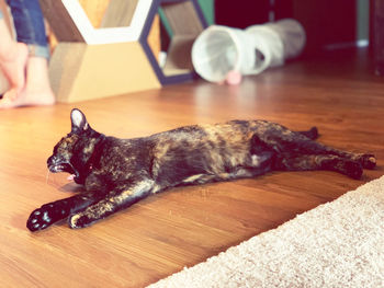 Cat resting on floor at home