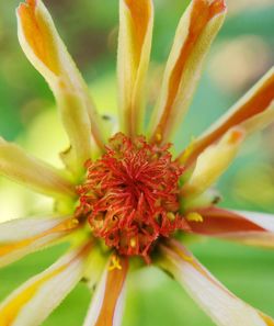 Close-up of red flower