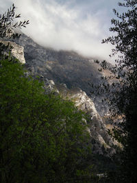 Scenic view of tree against sky