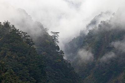 Trees in forest during foggy weather